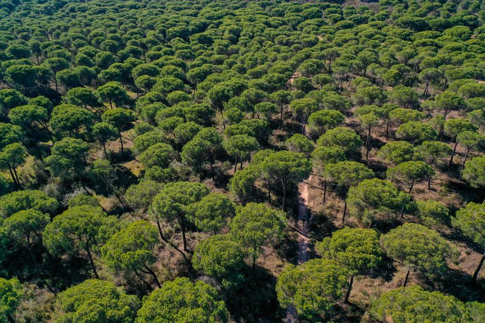 El mar de pinos, una seña de identidad de Huelva.
